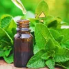 Tips Mengusir Tikus dari Rumah dengan Aroma-Aroma yang Dibenci Tikus, Dijamin Ampuh!