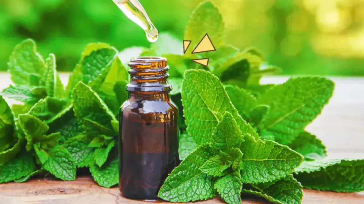 Tips Mengusir Tikus dari Rumah dengan Aroma-Aroma yang Dibenci Tikus, Dijamin Ampuh!