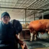 Hilman Bagja (29), peternak muda asal Dusun Cukang Lemah, RT02 RW08, Desa Raharja, Kecamatan Tanjungsari, Kabupaten Sumedang. (Yanuar/Jabar Ekspres)