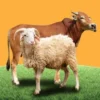 ilustrasi hewan Qurban untuk orang yangn sudah meninggal.