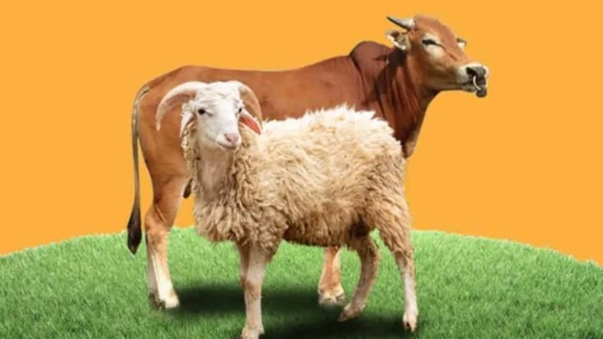 ilustrasi hewan Qurban untuk orang yangn sudah meninggal.