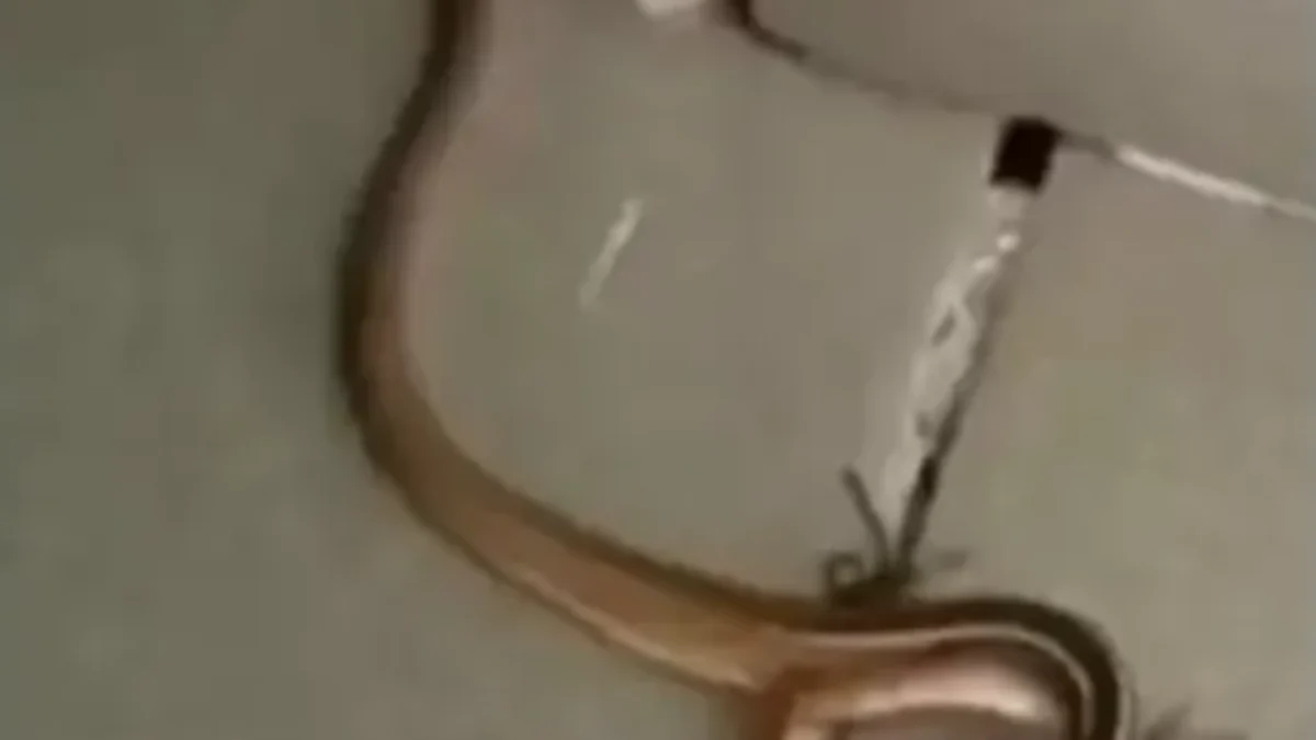 Viral Video Memperlihatkan Hewan yang Diduga Ular Berkaki, Tanda Kiamat?