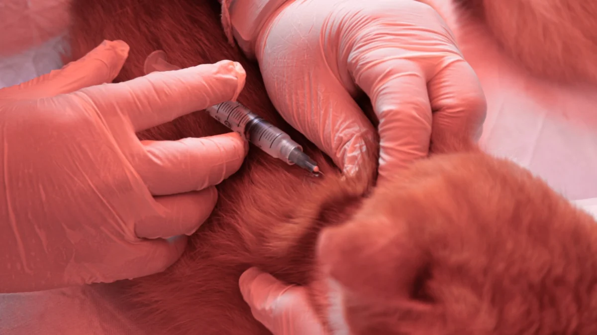 Vaksinasi hewan di Cimahi/