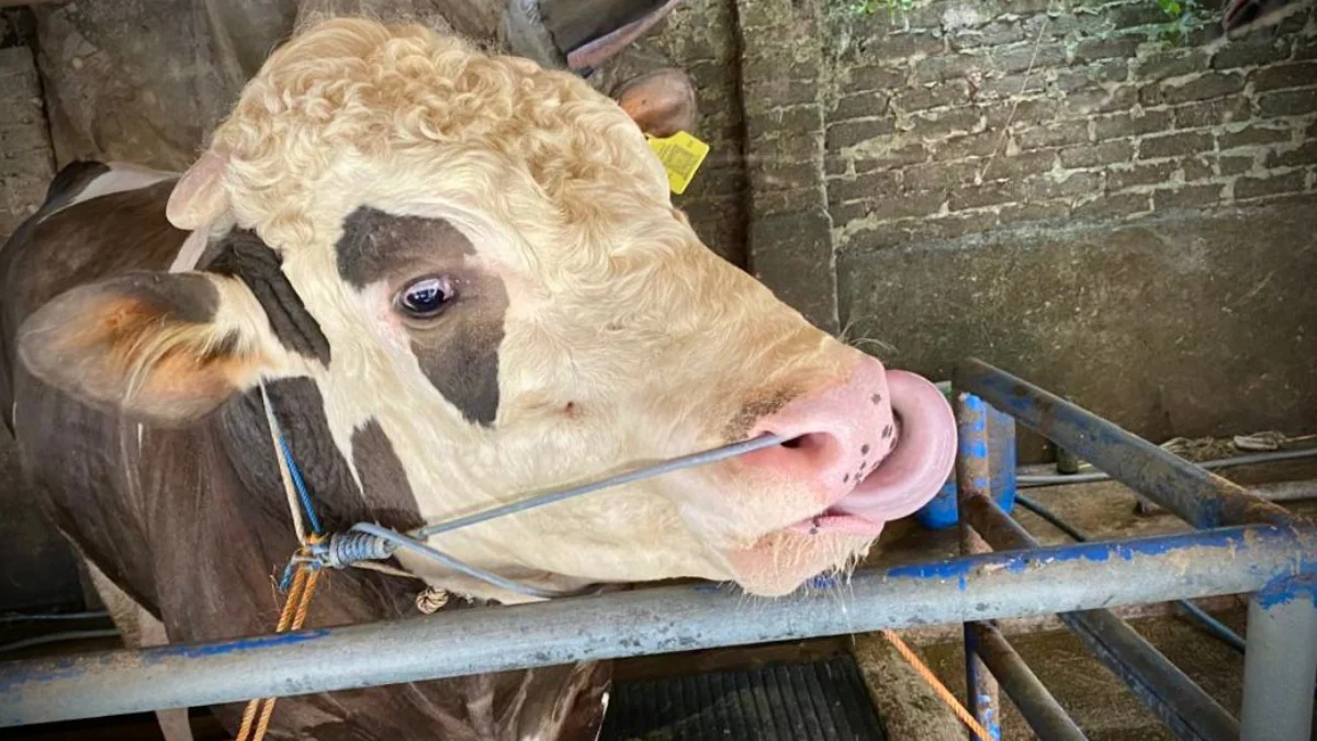 Sapi berjenis simental dengan bobot 1,28 ton asal Desa Pasirhalang, Kecamatam Cisarua, KBB, dipilih Presiden Jokowi untuk hewan kurban. Sabtu (15/6). Dok Jabar Ekspres
