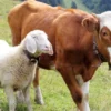 Ketentuan umur untuk hewan qurban.