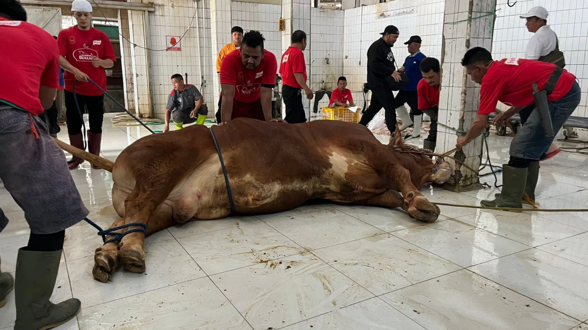 Ragasa, Sapi Presiden Jokowi Disembelih Hari Ini Sapi pilihan Presiden Jokowi, Ragasa, disembelih di Rumah Potong Hewan (RPH) Cirangrang, Jalan Raya Kopo, Kota Bandung. Selasa (18/6). (Nizar/Jabar Ekspres)