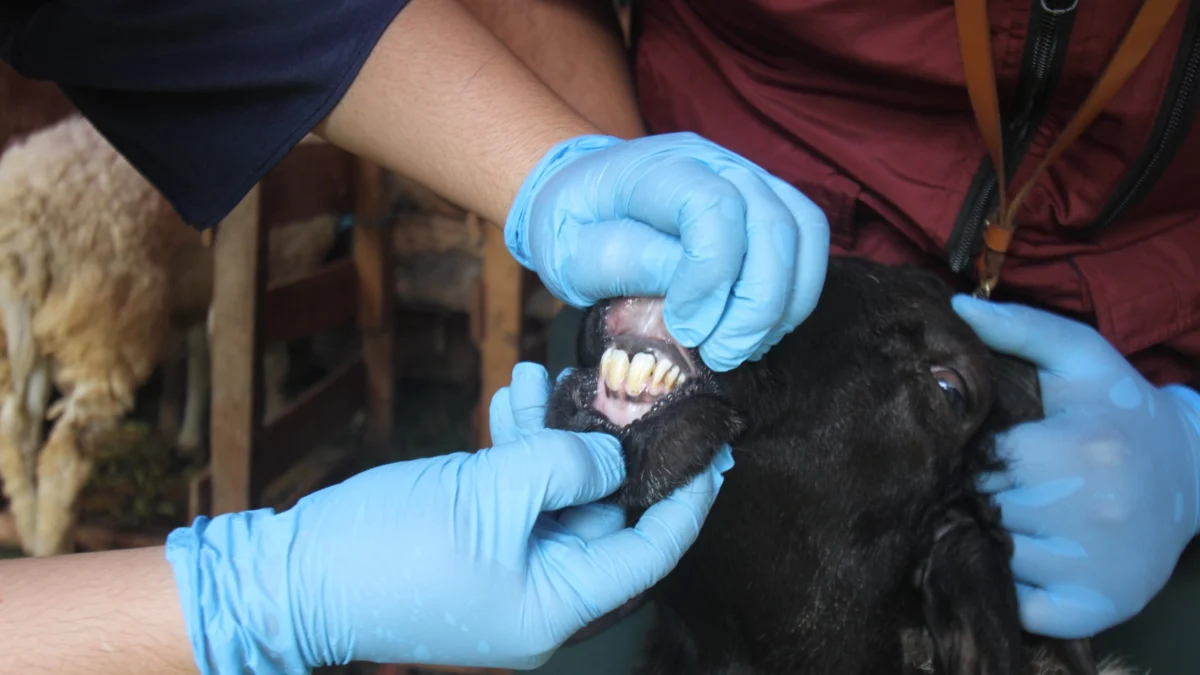 Hewan Kurban di Bogor. Foto : Sandika Fadilah /Jabarekspres.com