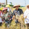 Pj Wali Kota Bogor, Hery Antasari saat panen padi Nutri Zinc di Muara Pasir Jaya, Kecamatan Bogor Barat. (Foto: Diskominfo Kota Bogor)