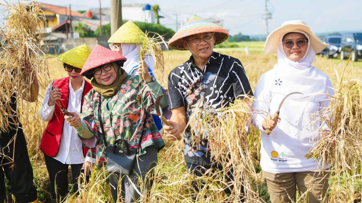 Pj Wali Kota Bogor, Hery Antasari saat panen padi Nutri Zinc di Muara Pasir Jaya, Kecamatan Bogor Barat. (Foto: Diskominfo Kota Bogor)