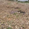 Viral Sungai Citarum Kembali Dipenuhi Sampah Usai Dibersihkan