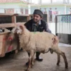 Untung Tak Seberapa, Mitra Peternak Green Kurban Sinergi Foundation Curhat: Senang Bisa Bantu ke Pelosok