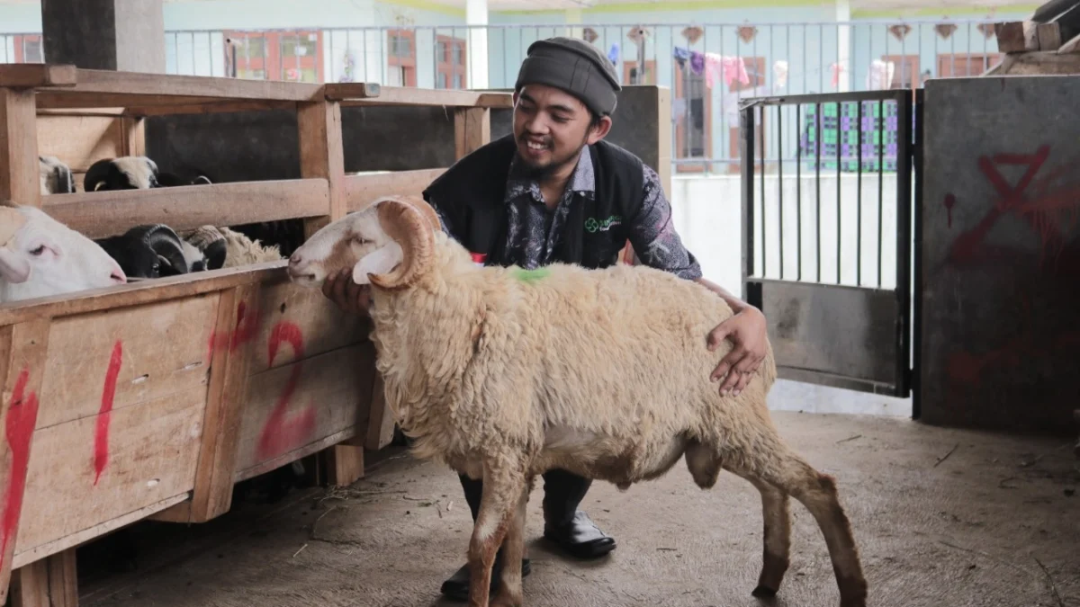 Untung Tak Seberapa, Mitra Peternak Green Kurban Sinergi Foundation Curhat: Senang Bisa Bantu ke Pelosok