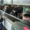 Petugas DKPP Kota Bandung melakukan pemeriksaan kesehatan hewan kurban di Peternakan Sapi kawasan Pasanggrahan, Kota Bandung. (Pandu Muslim/Jabar Ekspres)