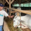 Para pedang sapi di Cileunyi Kabupaten Bandung keluhkan sepinya pembeli. Foto Agi