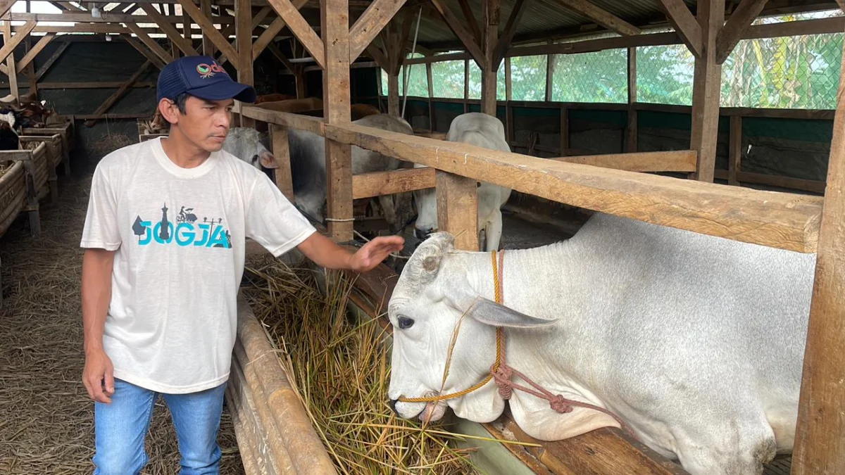 Para pedang sapi di Cileunyi Kabupaten Bandung keluhkan sepinya pembeli. Foto Agi