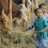 Doc. Sejumlah anak memberi makan sapi di lapak hewan kurban. (Pandu Muslim/Jabar Ekspres)