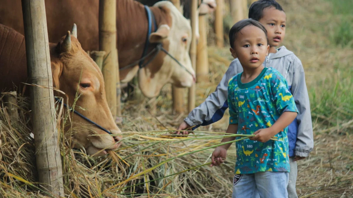 Jelang Idul Adha, 35 Petugas Siap Periksa Kesehatan Hewan Kurban Doc. Sejumlah anak memberi makan sapi di lapak hewan kurban. (Pandu Muslim/Jabar Ekspres)