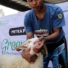 Menengok Kondisi Hewan Green Kurban Sinergi Foundation: Sehat dan Siap Disembelih!