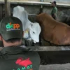 Petugas DKPP Kota Bandung melakukan pemeriksaan kesehatan hewan kurban di Peternakan Sapi kawasan Pasanggrahan, Kota Bandung. (Pandu Muslim/Jabar Ekspres)