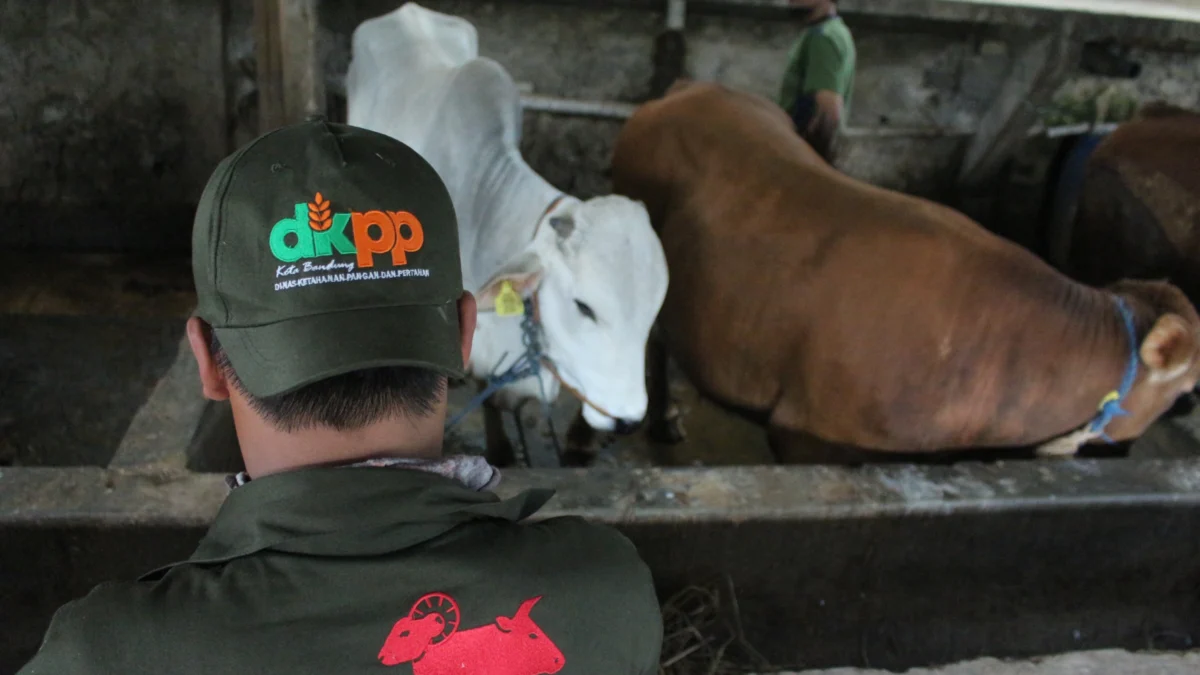 Ratusan Petugas DKPP Kota Bandung Disebar Jelang Idul Adha Petugas DKPP Kota Bandung melakukan pemeriksaan kesehatan hewan kurban di Peternakan Sapi kawasan Pasanggrahan, Kota Bandung. (Pandu Muslim/Jabar Ekspres)