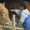 Seorang anak berinteraksi dengan calon hewan kurban di Lapak Hewan Kurban, Jalan Soekarno Hatta, Kota Bandung. (Pandu Muslim/Jabar Ekspres)