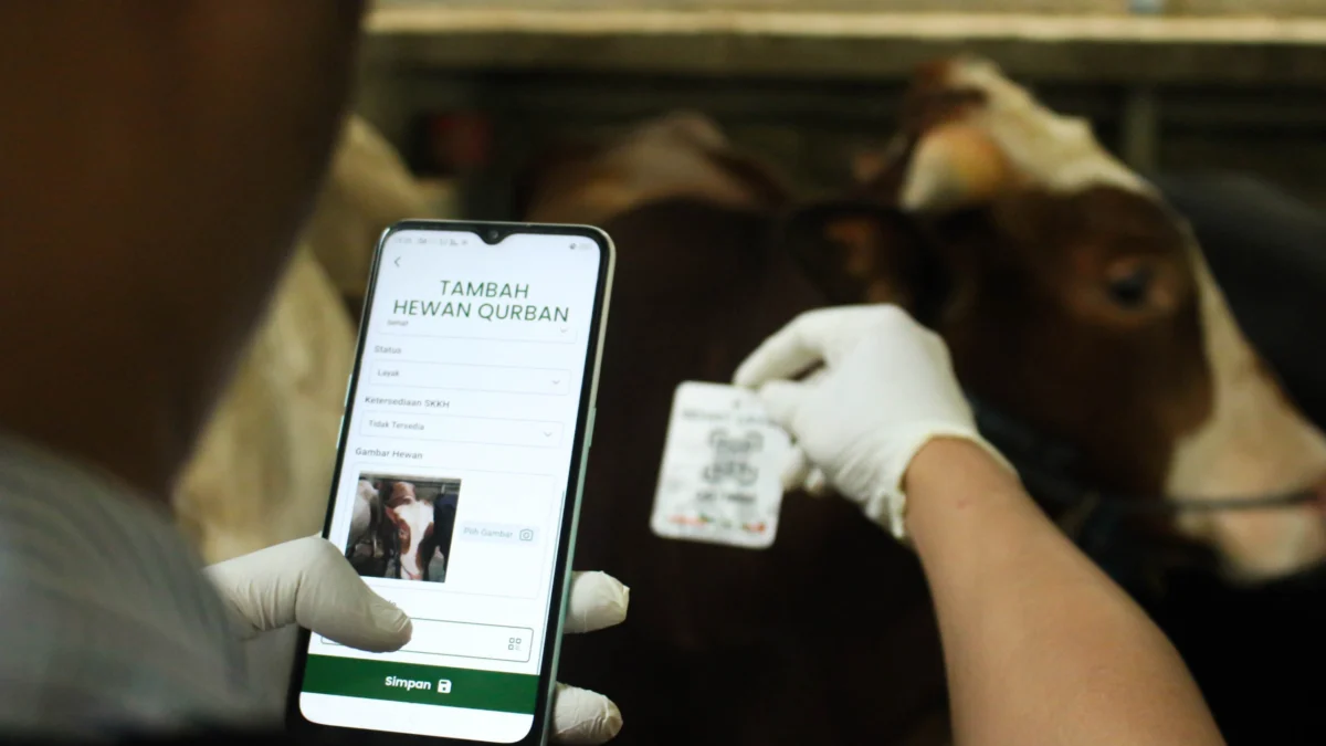 Pemkot Bandung Belum Temukan Kasus PMK Jelang Idul Adha 2024 Petugas DKPP menambahkan hewan qurban yang sudah sehat layak melalui aplikasi e-selamat di Peternakan Sapi kawasan Pasanggrahan, Kota Bandung. (Pandu Muslim/Jabar Ekspres)