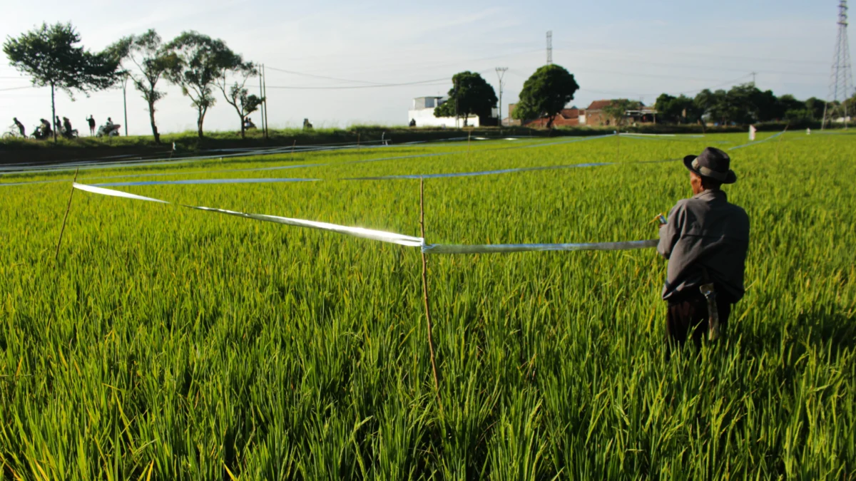 Pemasaran Hasil Panen jadi Fokus Pansus Pertanian Organik Petani memasang plastik silver reflektif, upaya mencegah hama burung di ladang padi kawasan Cimincrang, Kecamatan Gedebage, Kota Bandung. (Pandu Muslim/Jabar Ekspres)