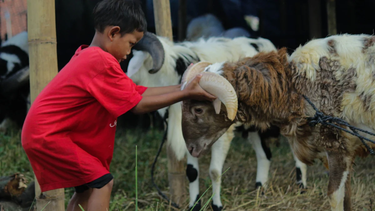 Seorang anak berinteraksi dengan calon hewan kurban di Lapak Hewan Kurban, Jalan Soekarno Hatta, Kota Bandung. (Pandu Muslim/Jabar Ekspres)