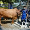 Peternak Kambing Ini Banjir Pembeli Dari Berbagai Daerah, Sukses Kembangkan Usaha Berkat Pemberdayaan BRI