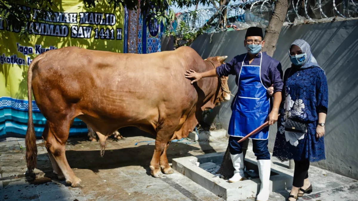 Peternak Kambing Ini Banjir Pembeli Dari Berbagai Daerah, Sukses Kembangkan Usaha Berkat Pemberdayaan BRI