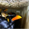 Salah satu burung dilindungi yang diamankan oleh Petugas Satuan Pelayanan (Satpel) Bakauheni. Foto/ANTARA