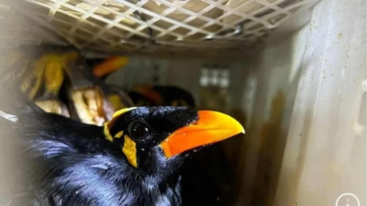 Salah satu burung dilindungi yang diamankan oleh Petugas Satuan Pelayanan (Satpel) Bakauheni. Foto/ANTARA