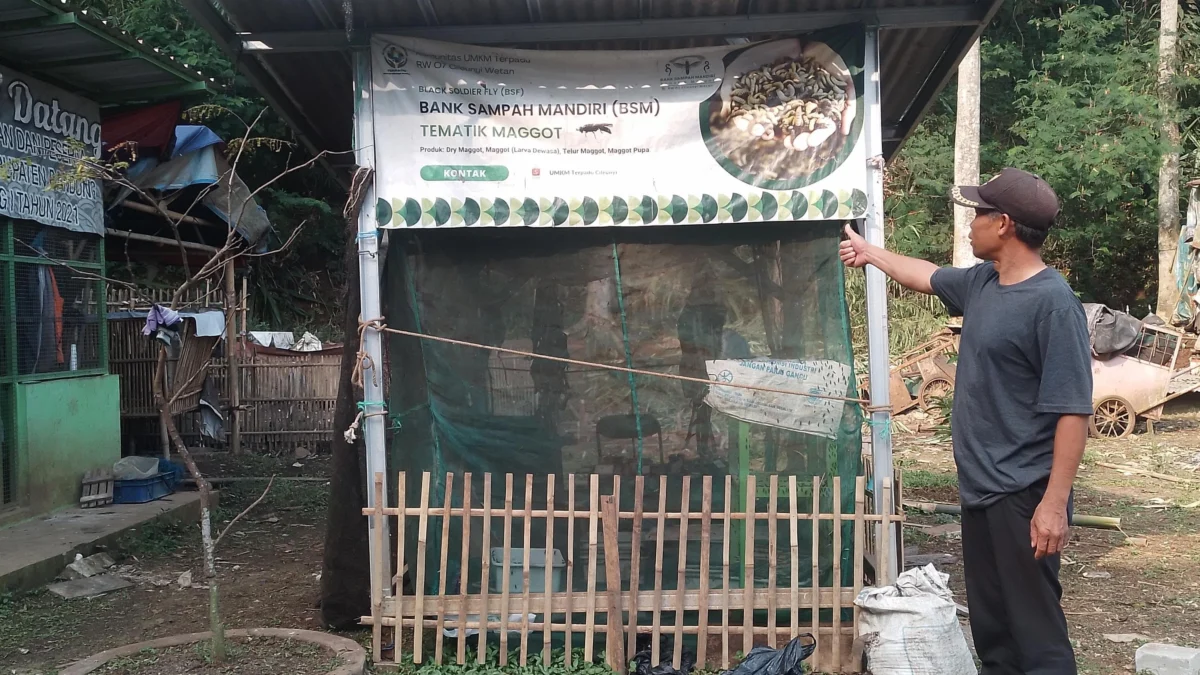 Ketua RW07 Desa Cileunyiwetan, Ade Juhana tengah menunjukkan tempat pengembang biakkan magot di area pengolahan sampah mandiri. (Yanuar/Jabar Ekspres)