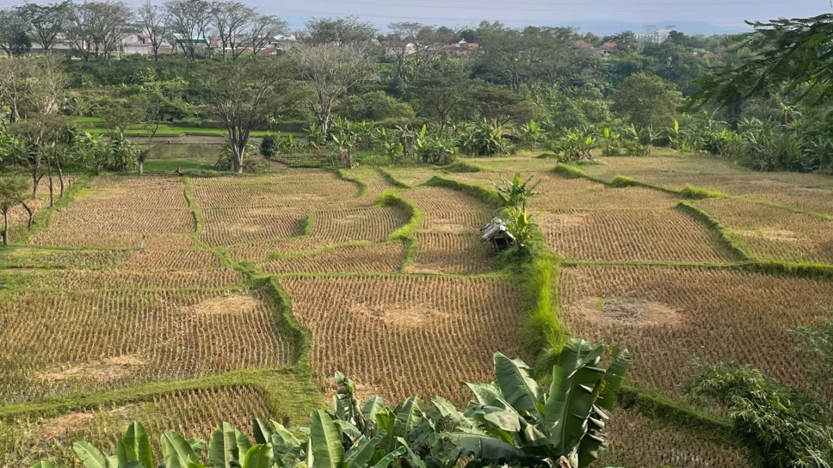 Ilustrasi kekeringan sawah milik petani. Kamis (27/6). Foto Jabar Ekspres/wit