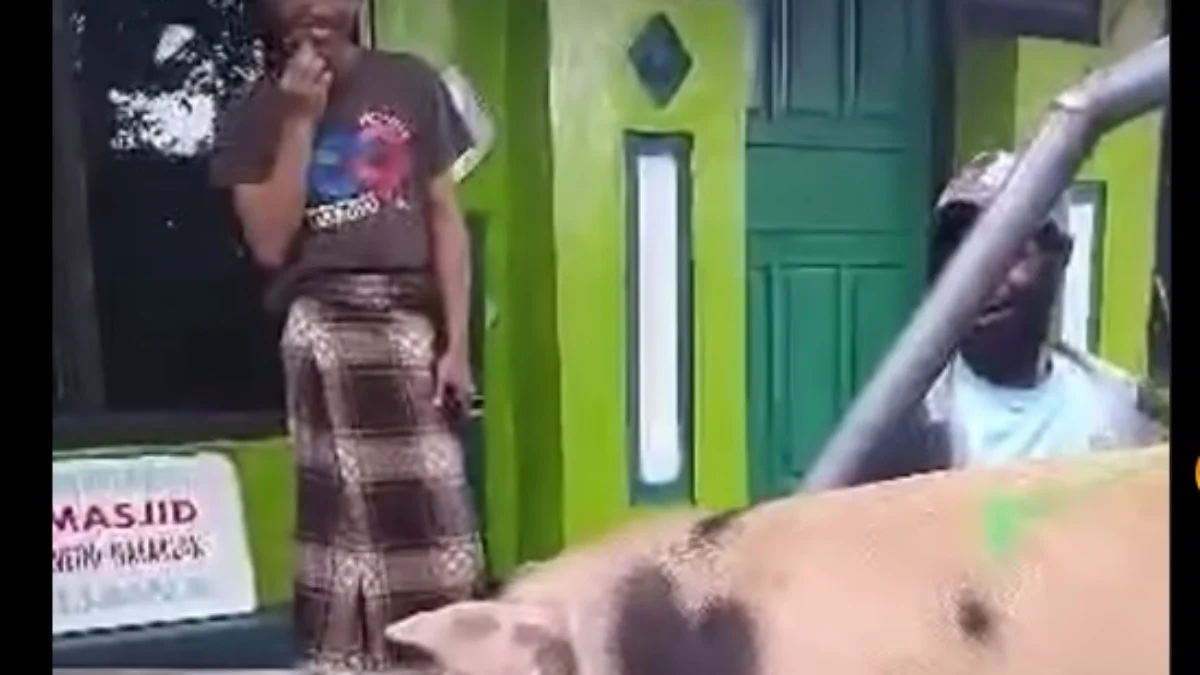 VIRAL, Mualaf di Papua Kirim Babi Untuk Kurban Tangkapan layar video viral babi yang dikirim untuk kurban di Papua.