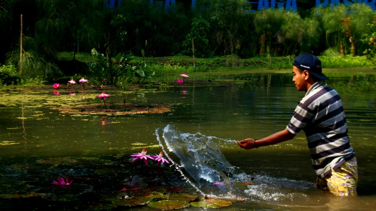 Talaga Citalaga Pasir, Ruang Publik Mata Air yang Asri RAJIN : Pegawai DSDABM Kota Bandung sedang membersihkan Bunga Teratai dari tanaman liar di Talaga Citalaga Pasir, Kecamatan Sukasari, Kota Bandung, Jumat (7/6/2024). Itu merupakan kawasan seke atau mata air yang disulap menjadi ruang publik oleh Pemkot Bandung.