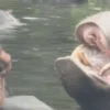 Viral Pengunjung Lempar Sampah Plastik ke Mulut Kunda Nil di Taman Safari, Warganet Geram