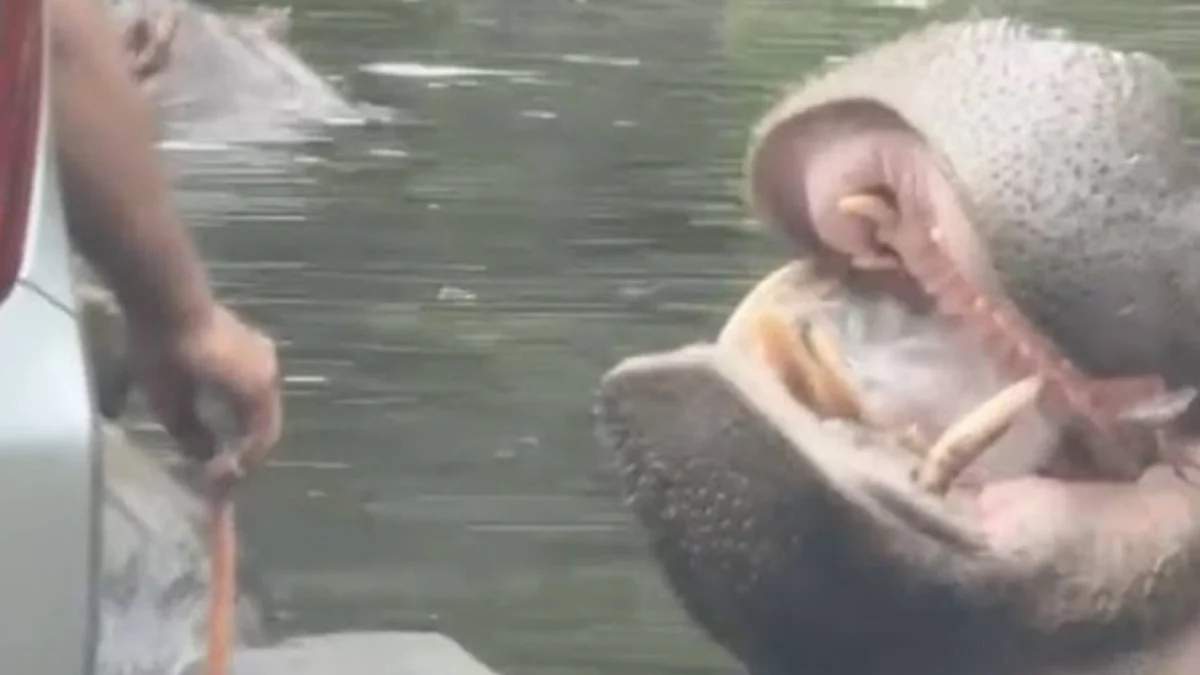 Viral Pengunjung Lempar Sampah Plastik ke Mulut Kunda Nil di Taman Safari, Warganet Geram