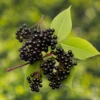 Miliki Ukuran Buah yang Kecil, Ketahui Apa Itu Elderberry, Mulai dari Kandungan hingga Manfaatnya