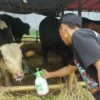 Dok. 1,7 persen hewan kurban di jabar ditemukan tidak layak jual dan disembelih. Foto. Pandu Muslim Jabar Ekspres.
