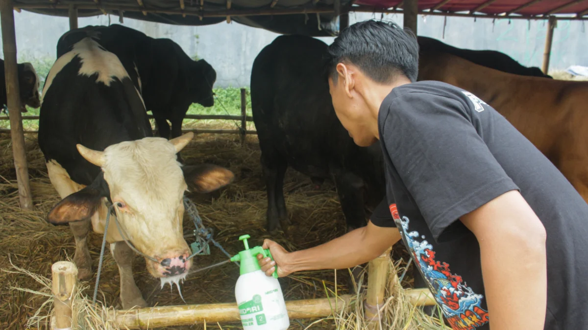 Dok. 1,7 persen hewan kurban di jabar ditemukan tidak layak jual dan disembelih. Foto. Pandu Muslim Jabar Ekspres.