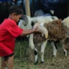 Apa Hukum Mengucapkan Selamat Idul Adha dalam Pandangan Islam? Simak Selengkapya di Sini