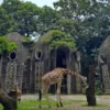 Ragunan Zoo Tetap Buka di Hari Raya Idul Adha dengan Penyesuaian Jadwal
