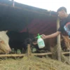 Penjual calon hewan kurban menyemprotkan cairan asam pada mulut sapi, guna mencegah terjangkitnya PMK di Lapak Hewan Kurban, Jalan Soekarno Hatta, Kota Bandung. (Pandu Muslim/Jabar Ekspres)