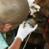 Dokter Hewan DKPP Kota Bandung memeriksa kondisi calon hewan Qurban di Peternakan Sapi kawasan Pasanggrahan, Kota Bandung. (Pandu Muslim/Jabar Ekspres)