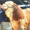 Sapi dengan bobot di atas 1 ton milik warga Bogor/Foto : Sandika Fadilah /Jabarekspres.com