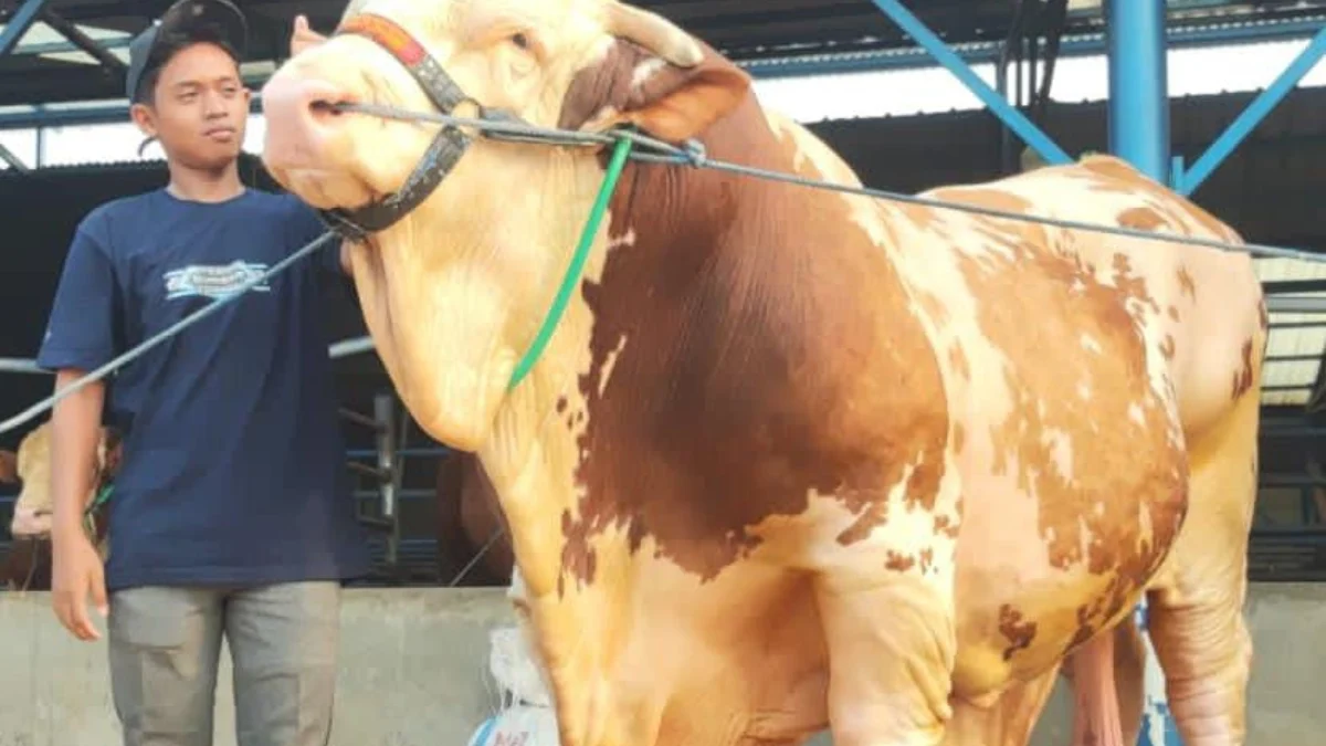 Sapi dengan bobot di atas 1 ton milik warga Bogor/Foto : Sandika Fadilah /Jabarekspres.com