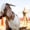 Ciri Hewan Qurban yang Sehat, Simak Panduan Lengkapnya