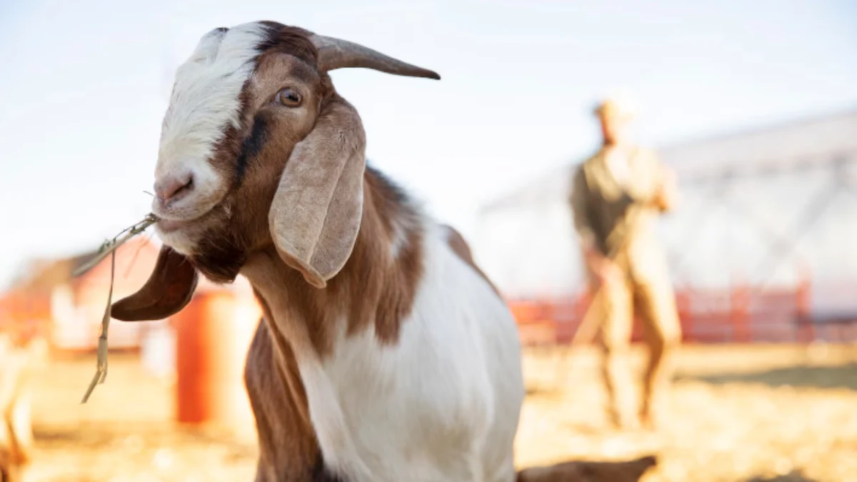 Ciri Hewan Qurban yang Sehat, Simak Panduan Lengkapnya