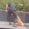 Viral Sekuriti Pukul Anjing Penjaga di Mal Plaza Indonesia, Manajemen Minta Maaf